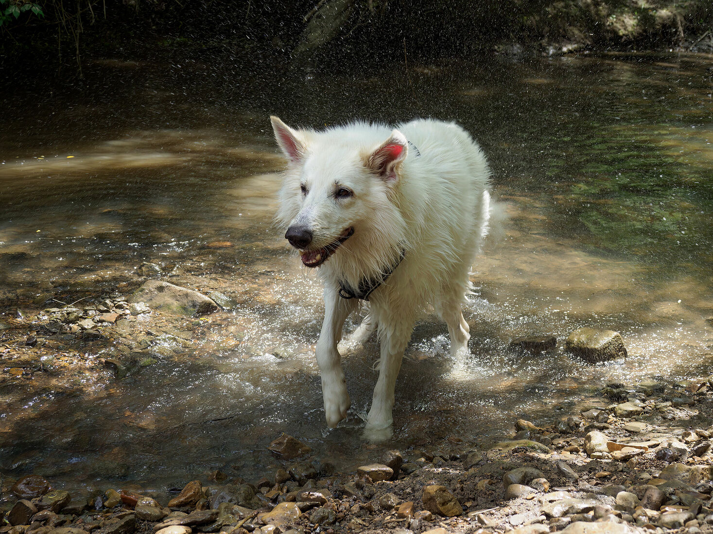 OLYMPUS DIGITAL CAMERA